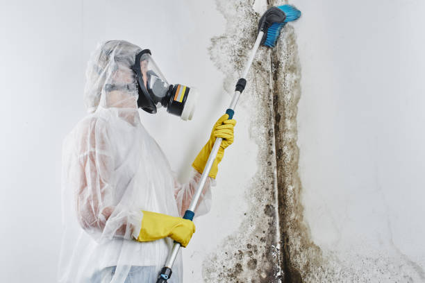 Loris, SC Mold Removal Company